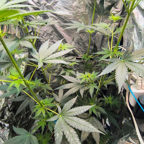 Colombia Dreams Haze  growlog timeline photo