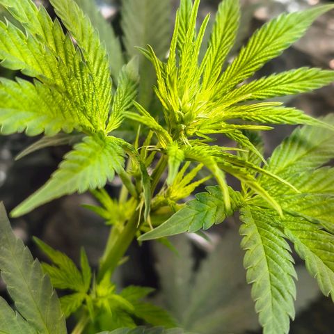 Colombia Dreams Haze  growlog timeline photo