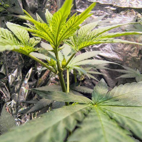 Colombia Dreams Haze  growlog timeline photo