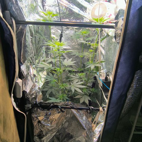Colombia Dreams Haze  growlog timeline photo