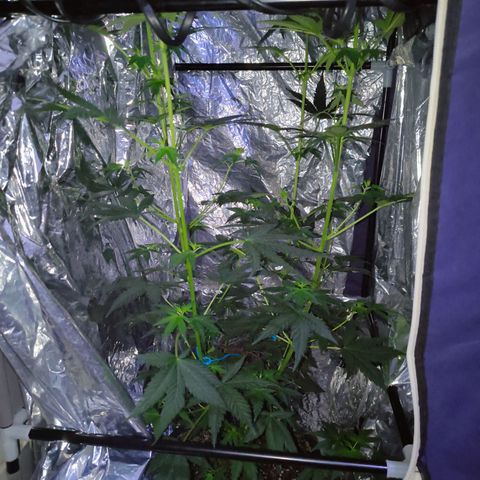 Colombia Dreams Haze  growlog timeline photo