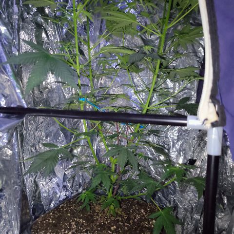 Colombia Dreams Haze  growlog timeline photo