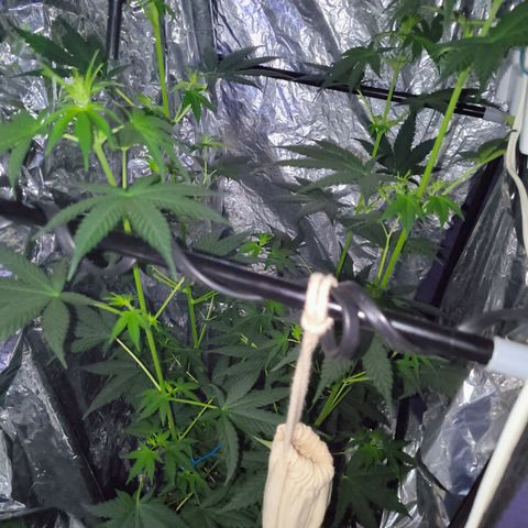Colombia Dreams Haze  growlog timeline photo