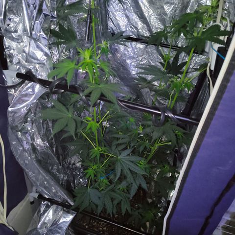 Colombia Dreams Haze  growlog timeline photo