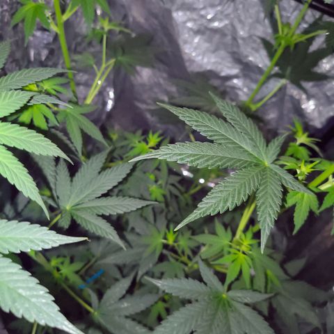 Colombia Dreams Haze  growlog timeline photo