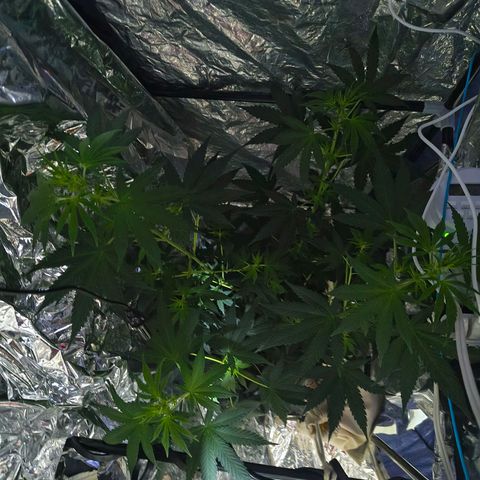 Colombia Dreams Haze  growlog timeline photo