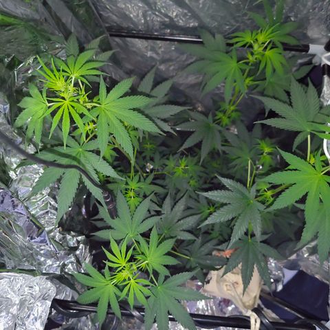 Colombia Dreams Haze  growlog timeline photo