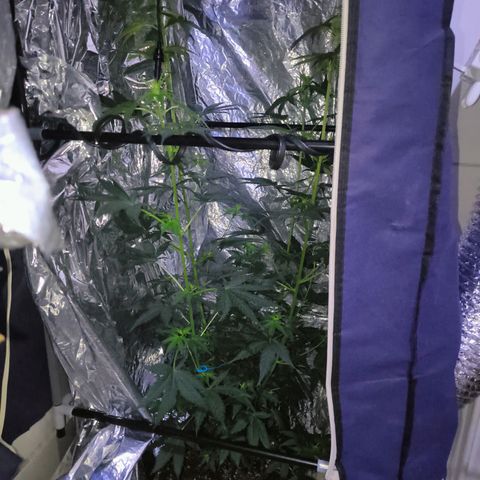 Colombia Dreams Haze  growlog timeline photo