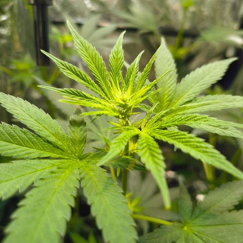 Colombia Dreams Haze  growlog timeline photo