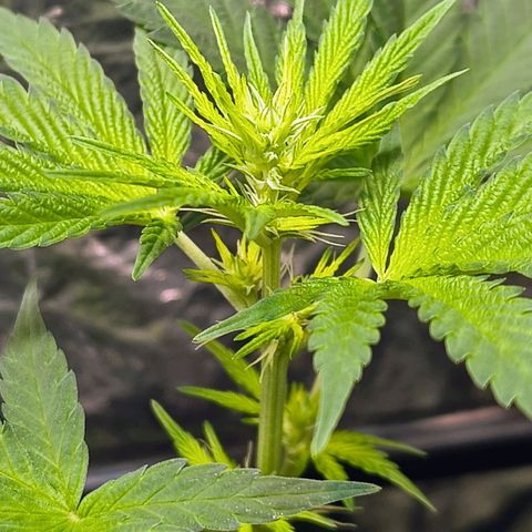 Colombia Dreams Haze  growlog timeline photo