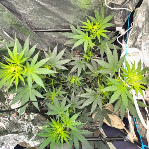 Colombia Dreams Haze  growlog timeline photo