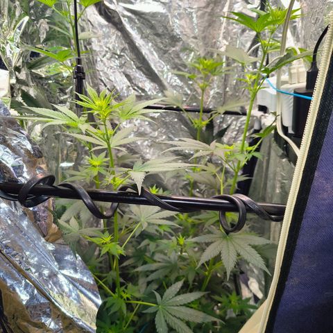 Colombia Dreams Haze  growlog timeline photo