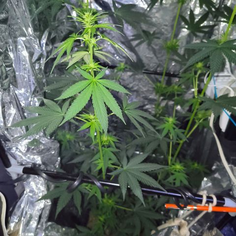 Colombia Dreams Haze  growlog timeline photo