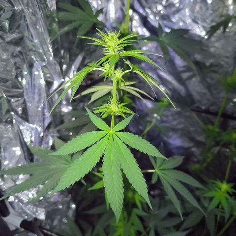 Colombia Dreams Haze  growlog timeline photo