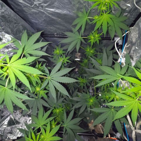 Colombia Dreams Haze  growlog timeline photo