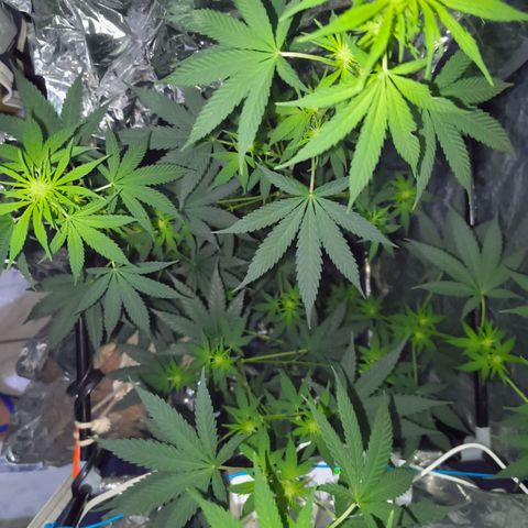 Colombia Dreams Haze  growlog timeline photo