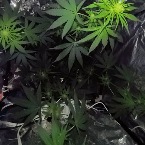 Colombia Dreams Haze  growlog timeline photo