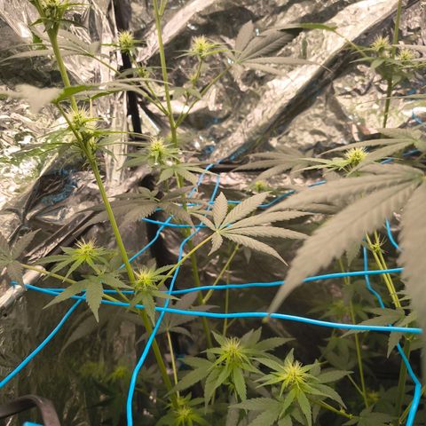 Colombia Dreams Haze  growlog photo: 1,30m de altura 