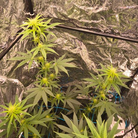Colombia Dreams Haze  growlog photo: 1,30m de altura 