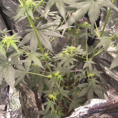 Colombia Dreams Haze  growlog photo: 1,30m de altura 