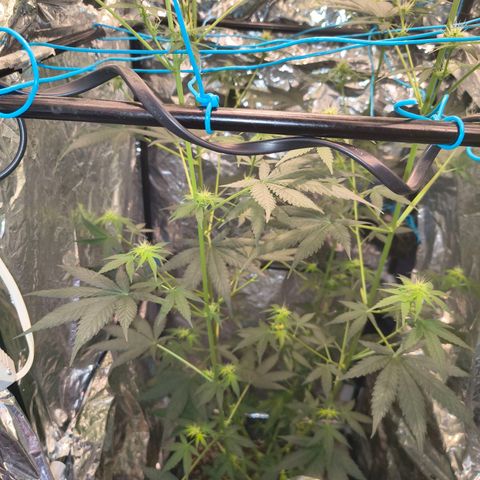 Colombia Dreams Haze  growlog photo: 1,30m de altura 