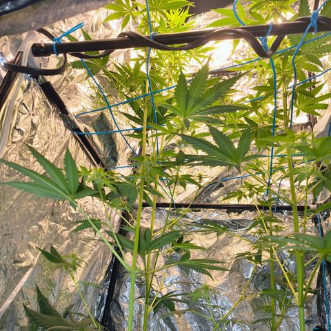 Colombia Dreams Haze  growlog photo: Gigantesca