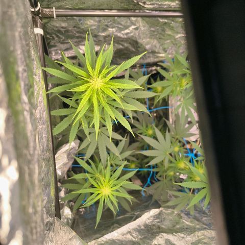 Colombia Dreams Haze  growlog photo: Gigantesca