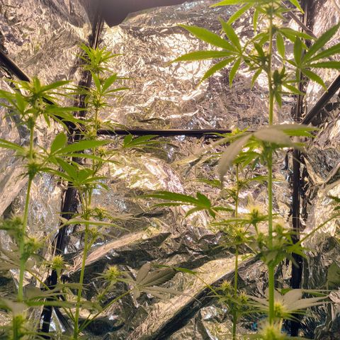Colombia Dreams Haze  growlog photo: Gigantesca