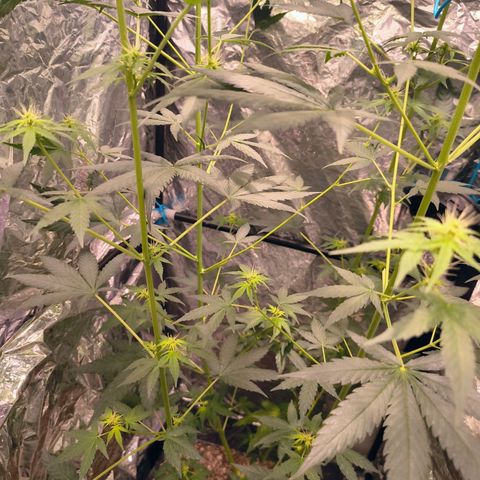 Colombia Dreams Haze  growlog photo: Gigantesca
