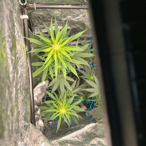 Colombia Dreams Haze  growlog photo: Gigantesca