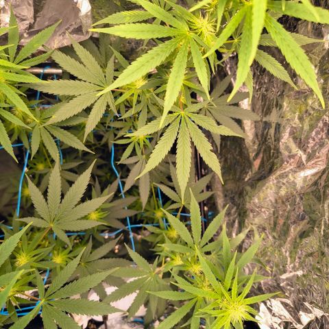 Colombia Dreams Haze  growlog photo: Gigantesca