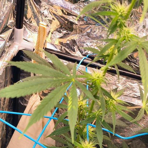 Colombia Dreams Haze  growlog timeline photo