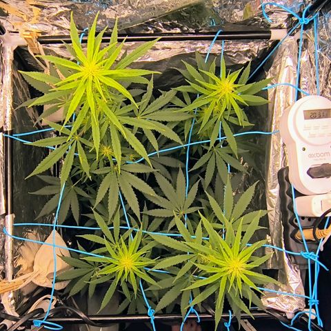 Colombia Dreams Haze  growlog timeline photo