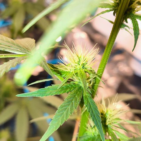 Colombia Dreams Haze  growlog timeline photo