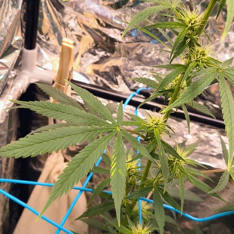 Colombia Dreams Haze  growlog timeline photo