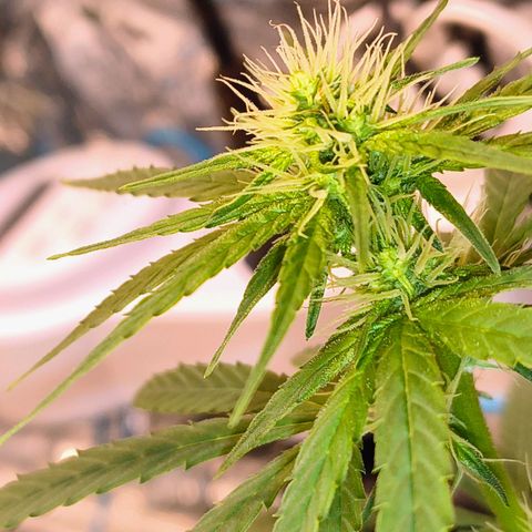Colombia Dreams Haze  growlog timeline photo