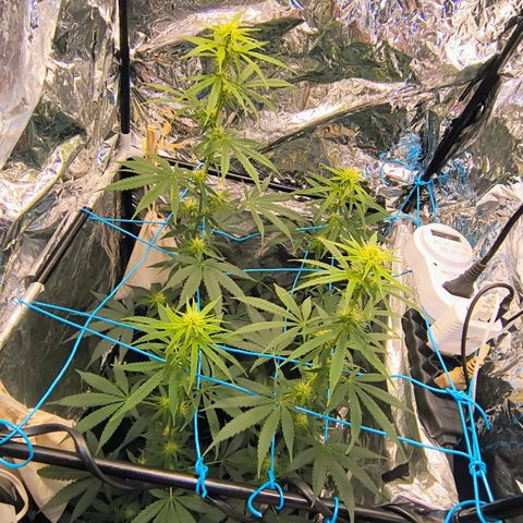 Colombia Dreams Haze  growlog timeline photo