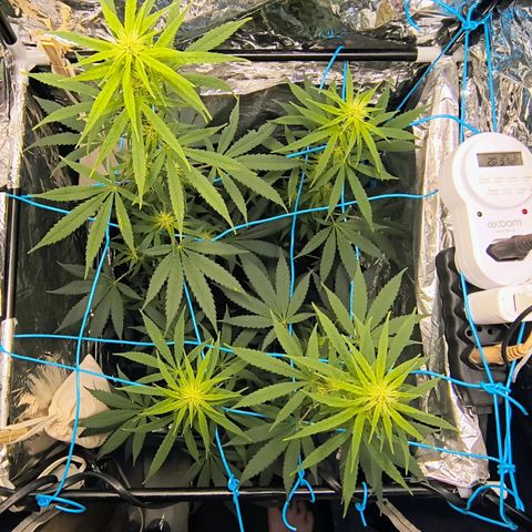Colombia Dreams Haze  growlog timeline photo