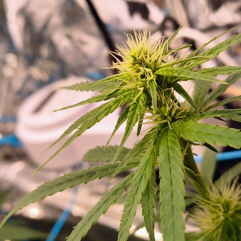 Colombia Dreams Haze  growlog timeline photo