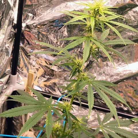 Colombia Dreams Haze  growlog timeline photo