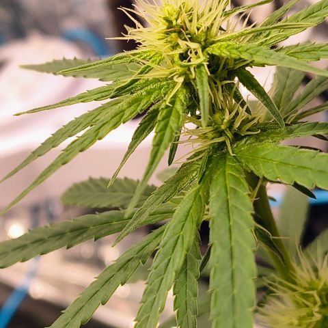 Colombia Dreams Haze  growlog timeline photo