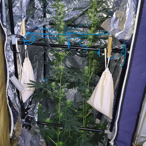Colombia Dreams Haze  growlog timeline photo
