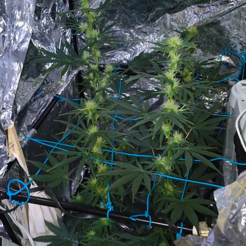 Colombia Dreams Haze  growlog timeline photo