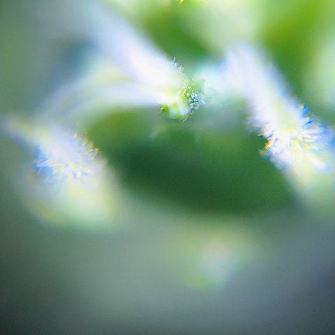 Colombia Dreams Haze  growlog timeline photo