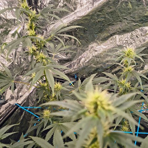 Colombia Dreams Haze  growlog timeline photo