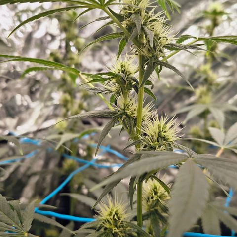 Colombia Dreams Haze  growlog timeline photo