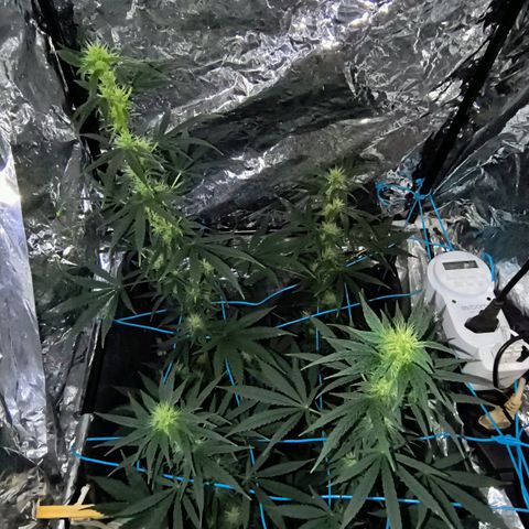 Colombia Dreams Haze  growlog photo: 4 semana de flora as folhas dos buds já estão se enrolando, buds ainda crescendo mas já engordando aos poucos.