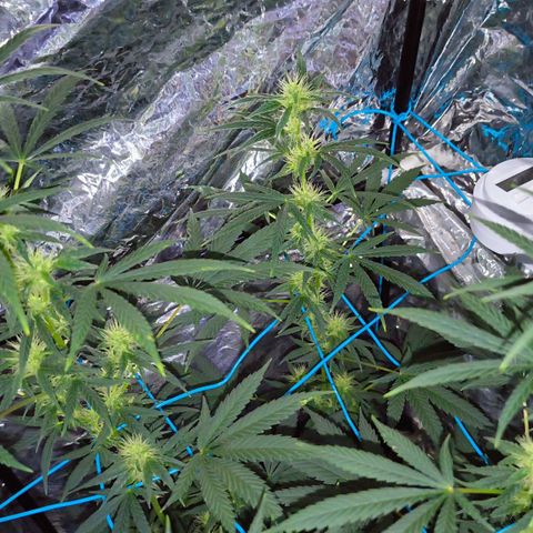 Colombia Dreams Haze  growlog photo: 4 semana de flora as folhas dos buds já estão se enrolando, buds ainda crescendo mas já engordando aos poucos.
