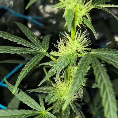 Colombia Dreams Haze  growlog photo: 4 semana de flora as folhas dos buds já estão se enrolando, buds ainda crescendo mas já engordando aos poucos.