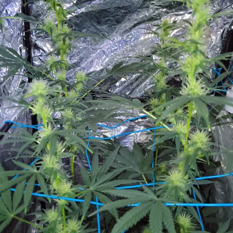 Colombia Dreams Haze  growlog photo: 4 semana de flora as folhas dos buds já estão se enrolando, buds ainda crescendo mas já engordando aos poucos.